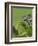 Oustalet's Chameleon on Branch, Madagascar-Edwin Giesbers-Framed Photographic Print