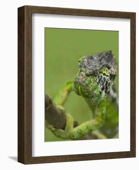 Oustalet's Chameleon on Branch, Madagascar-Edwin Giesbers-Framed Photographic Print