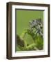 Oustalet's Chameleon on Branch, Madagascar-Edwin Giesbers-Framed Photographic Print