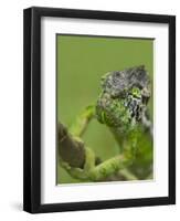 Oustalet's Chameleon on Branch, Madagascar-Edwin Giesbers-Framed Photographic Print