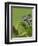 Oustalet's Chameleon on Branch, Madagascar-Edwin Giesbers-Framed Photographic Print