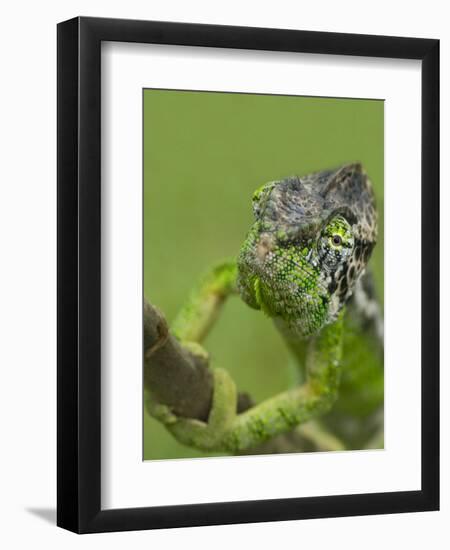 Oustalet's Chameleon on Branch, Madagascar-Edwin Giesbers-Framed Photographic Print