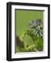 Oustalet's Chameleon on Branch, Madagascar-Edwin Giesbers-Framed Photographic Print