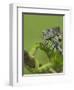 Oustalet's Chameleon on Branch, Madagascar-Edwin Giesbers-Framed Photographic Print