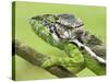 Oustalet's Chameleon Portrait, Madagascar-Edwin Giesbers-Stretched Canvas