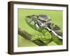 Oustalet's Chameleon Portrait, Madagascar-Edwin Giesbers-Framed Photographic Print