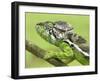 Oustalet's Chameleon Portrait, Madagascar-Edwin Giesbers-Framed Photographic Print