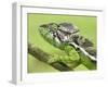 Oustalet's Chameleon Portrait, Madagascar-Edwin Giesbers-Framed Photographic Print