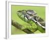 Oustalet's Chameleon Portrait, Madagascar-Edwin Giesbers-Framed Photographic Print