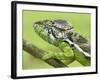 Oustalet's Chameleon Portrait, Madagascar-Edwin Giesbers-Framed Photographic Print