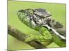 Oustalet's Chameleon Portrait, Madagascar-Edwin Giesbers-Mounted Photographic Print