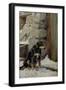 Out in the Cold, C.1890-John Sargent Noble-Framed Giclee Print