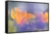 Out of focus lupines create a wash of color over California Poppies in a meadow, California.-Brenda Tharp-Framed Stretched Canvas