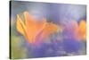 Out of focus lupines create a wash of color over California Poppies in a meadow, California.-Brenda Tharp-Stretched Canvas