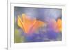 Out of focus lupines create a wash of color over California Poppies in a meadow, California.-Brenda Tharp-Framed Photographic Print