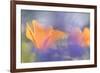 Out of focus lupines create a wash of color over California Poppies in a meadow, California.-Brenda Tharp-Framed Photographic Print