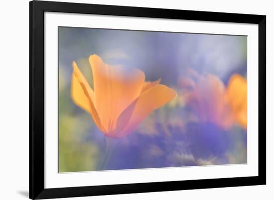 Out of focus lupines create a wash of color over California Poppies in a meadow, California.-Brenda Tharp-Framed Photographic Print