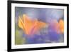 Out of focus lupines create a wash of color over California Poppies in a meadow, California.-Brenda Tharp-Framed Photographic Print