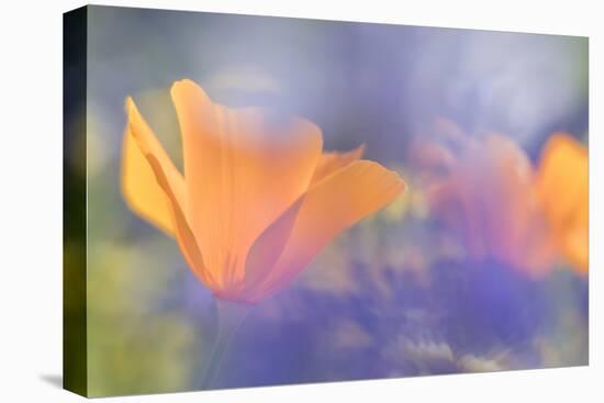 Out of focus lupines create a wash of color over California Poppies in a meadow, California.-Brenda Tharp-Stretched Canvas