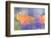 Out of focus lupines create a wash of color over California Poppies in a meadow, California.-Brenda Tharp-Framed Photographic Print