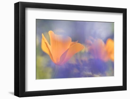 Out of focus lupines create a wash of color over California Poppies in a meadow, California.-Brenda Tharp-Framed Photographic Print