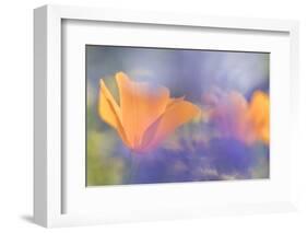 Out of focus lupines create a wash of color over California Poppies in a meadow, California.-Brenda Tharp-Framed Photographic Print
