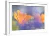 Out of focus lupines create a wash of color over California Poppies in a meadow, California.-Brenda Tharp-Framed Photographic Print