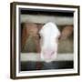 Out of the Fence-Kimberly Allen-Framed Premium Giclee Print
