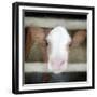 Out of the Fence-Kimberly Allen-Framed Premium Giclee Print