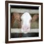 Out of the Fence-Kimberly Allen-Framed Art Print