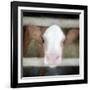 Out of the Fence-Kimberly Allen-Framed Art Print