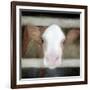 Out of the Fence-Kimberly Allen-Framed Art Print