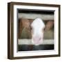 Out of the Fence-Kimberly Allen-Framed Art Print