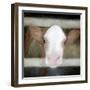 Out of the Fence-Kimberly Allen-Framed Art Print