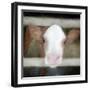 Out of the Fence-Kimberly Allen-Framed Art Print