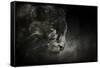 Out of the Shadows Black Leopard-Jai Johnson-Framed Stretched Canvas