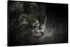 Out of the Shadows Black Leopard-Jai Johnson-Stretched Canvas