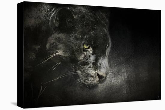 Out of the Shadows Black Leopard-Jai Johnson-Stretched Canvas