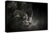 Out of the Shadows Black Leopard-Jai Johnson-Stretched Canvas