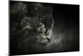 Out of the Shadows Black Leopard-Jai Johnson-Mounted Giclee Print