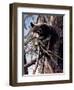 Out on a Limb-Kevin Daniel-Framed Art Print