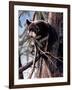 Out on a Limb-Kevin Daniel-Framed Art Print