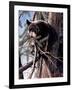 Out on a Limb-Kevin Daniel-Framed Art Print