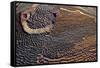 Outback mines aerials.-John Gollings-Framed Stretched Canvas