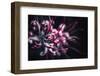 Outbreak-Philippe Sainte-Laudy-Framed Photographic Print