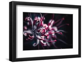 Outbreak-Philippe Sainte-Laudy-Framed Photographic Print