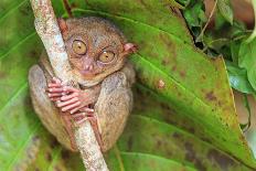 Tarsier in Cebu, Philippines- Tarsius Syrichta-outcast85-Photographic Print