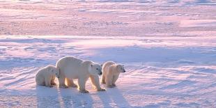 Polar Bear with Cubs in Canadian Arctic-outdoorsman-Photographic Print