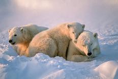 Polar Bear with Cubs in Canadian Arctic-outdoorsman-Photographic Print