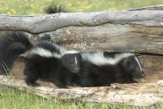 Young Skunks-outdoorsman-Photographic Print